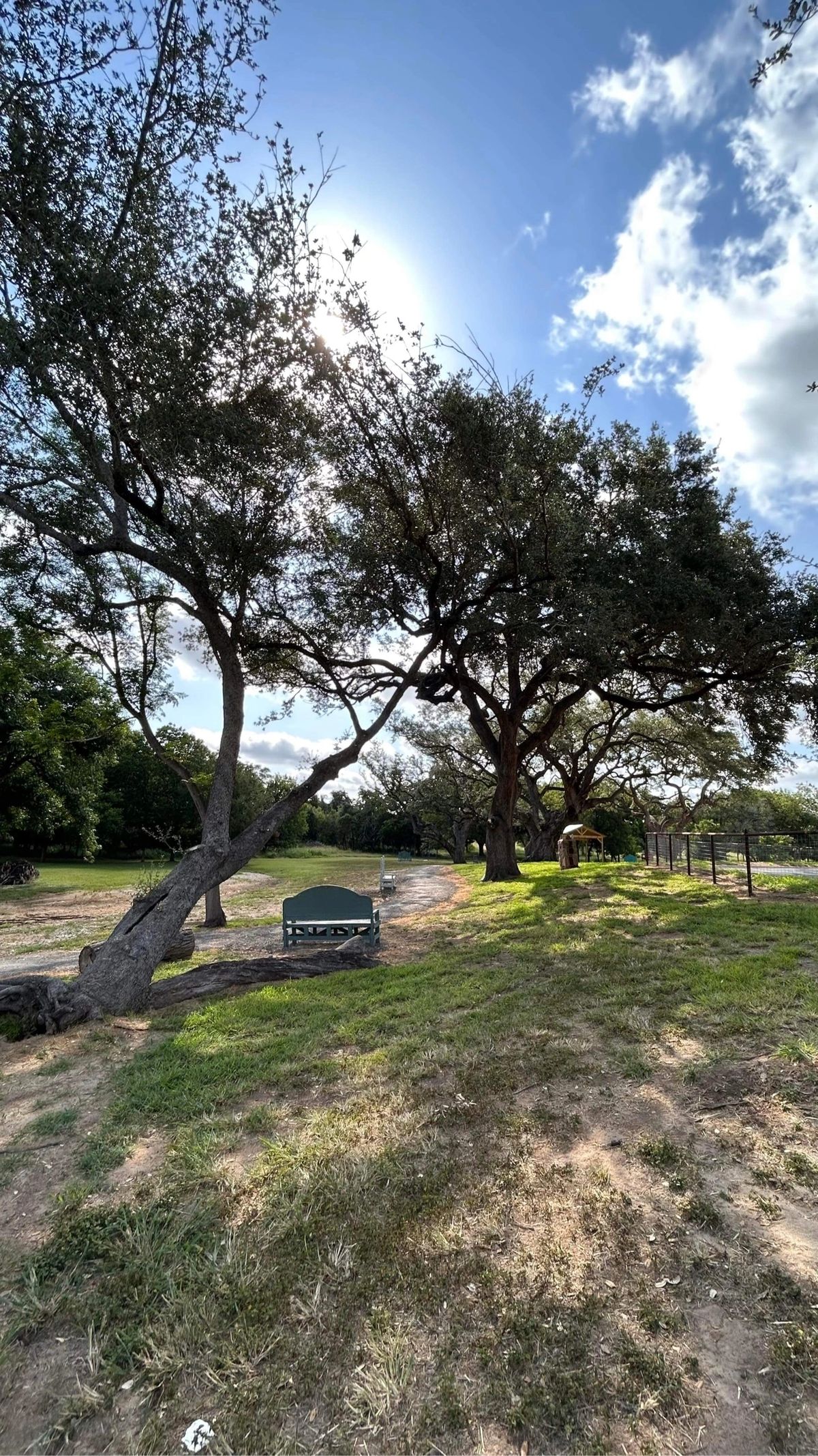Peaceful meadow with ancient oak trees