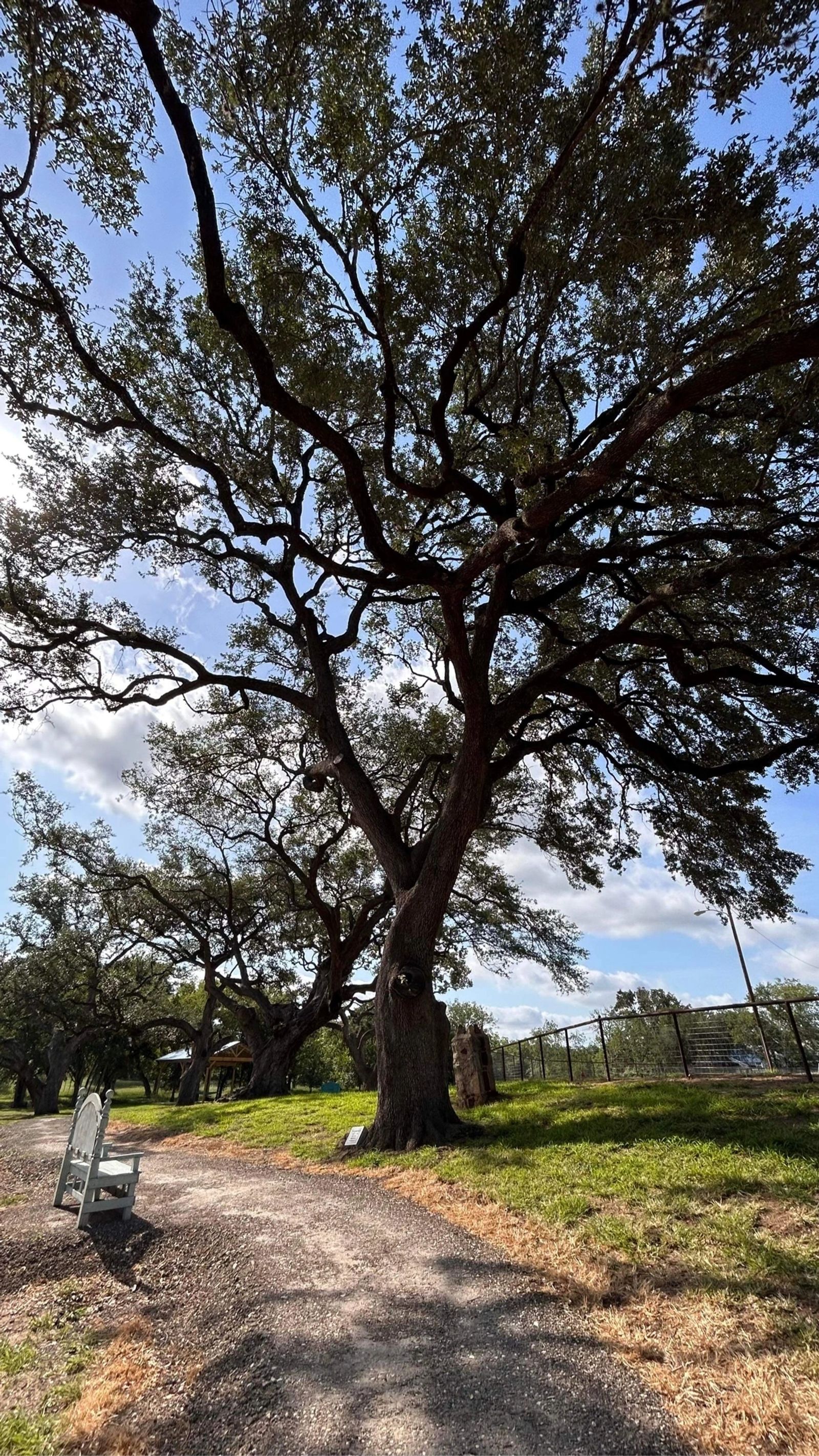 Ancient oak tree at golden hour in a Texas meadow